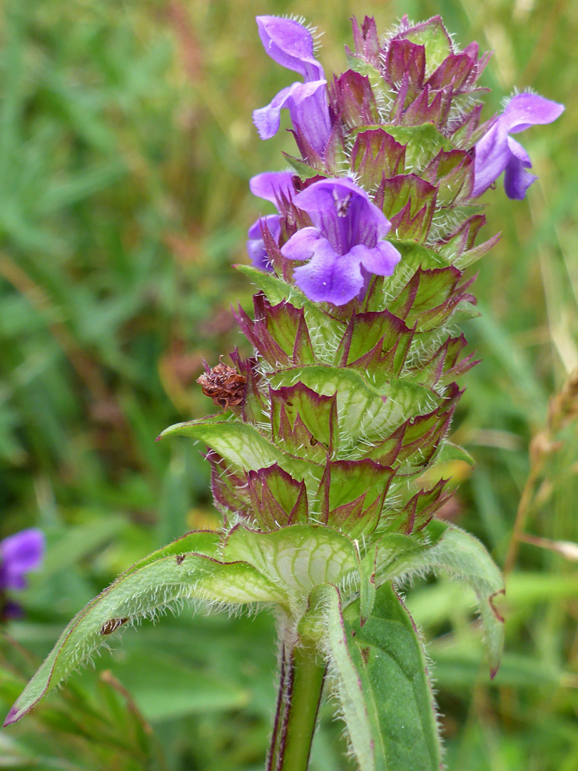 Elongated inflorescence