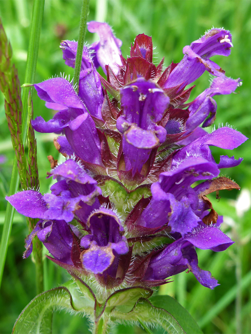 Inflorescence