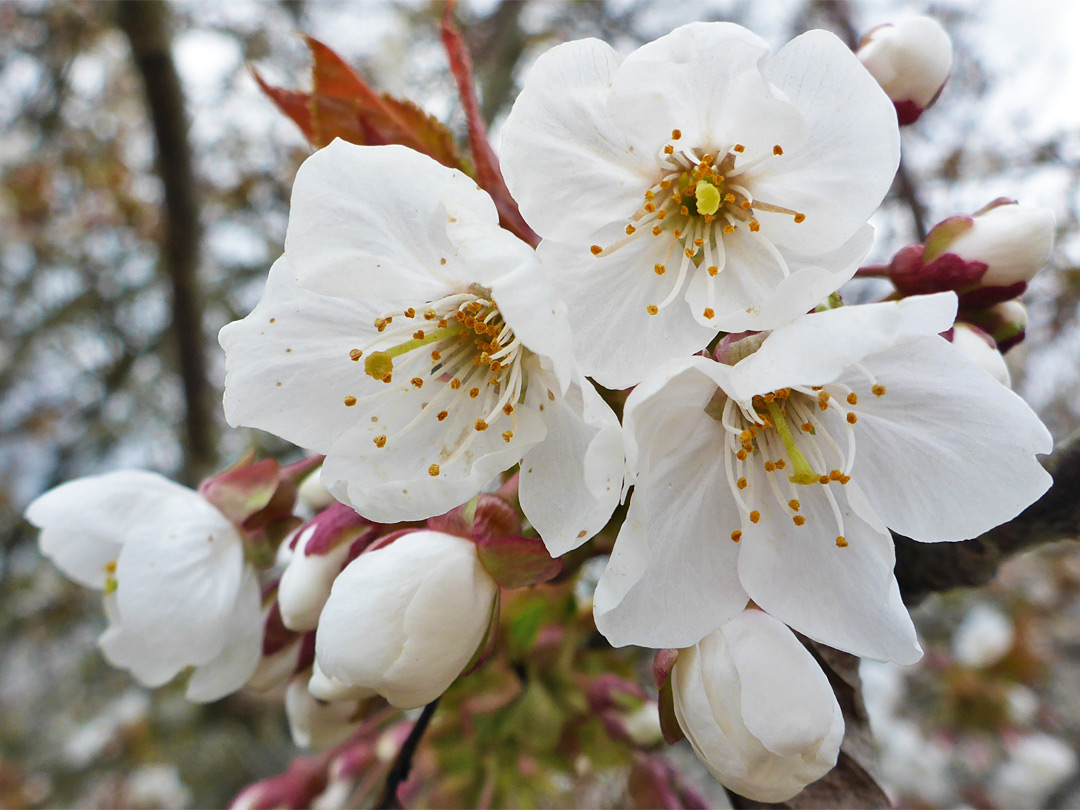 Three open flowers