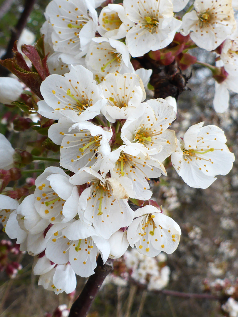 Clustered flowers