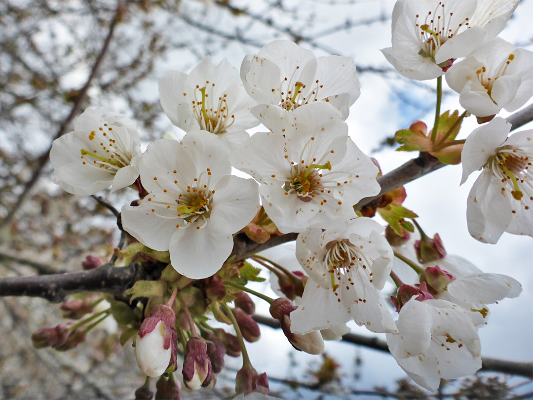 Branch and flowers