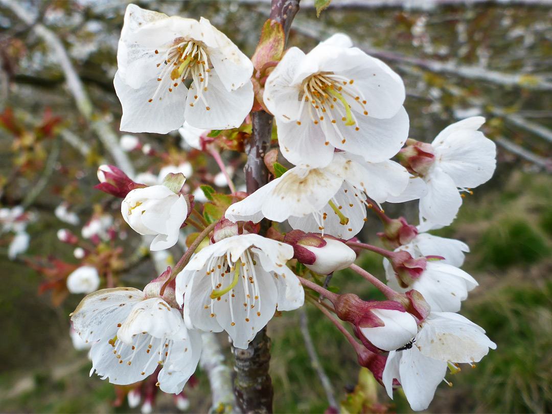 Inflorescence