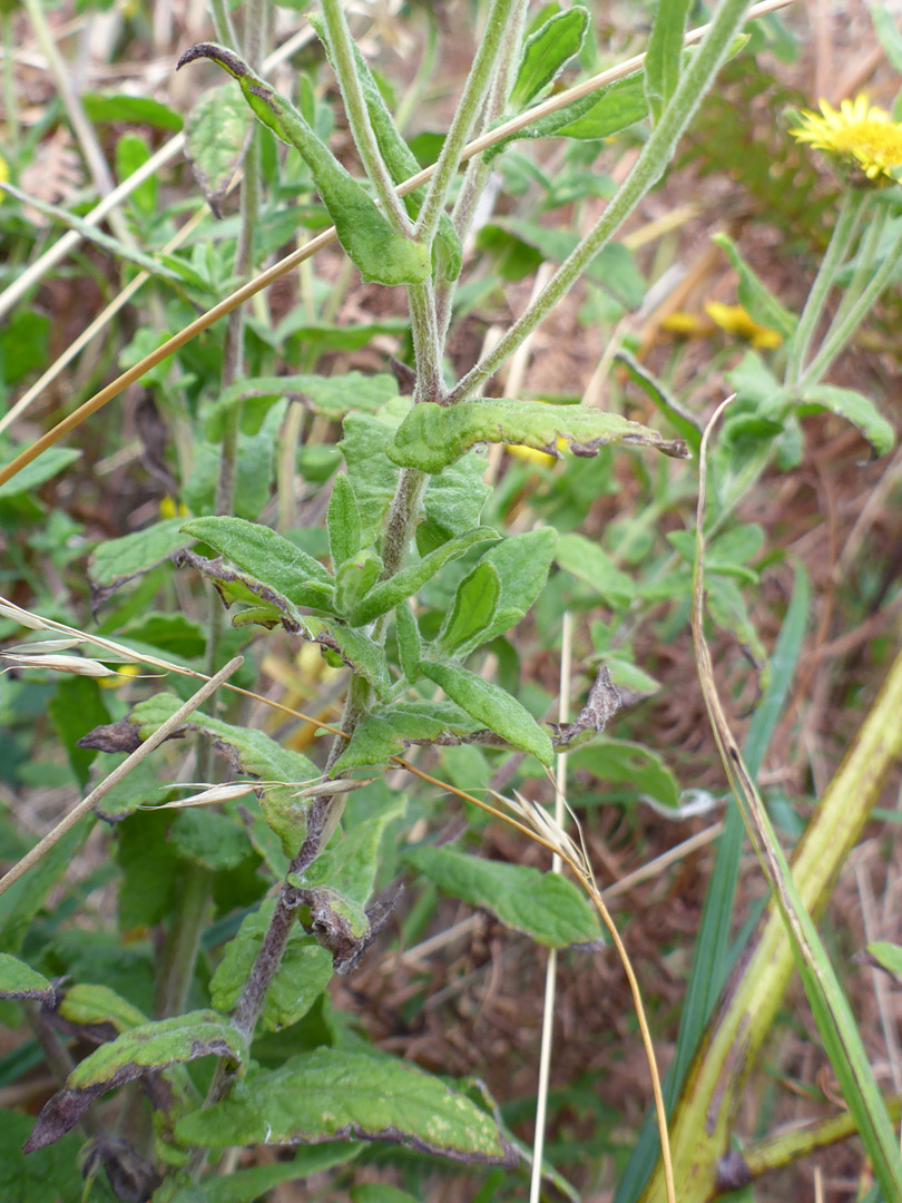 Stem and leaves