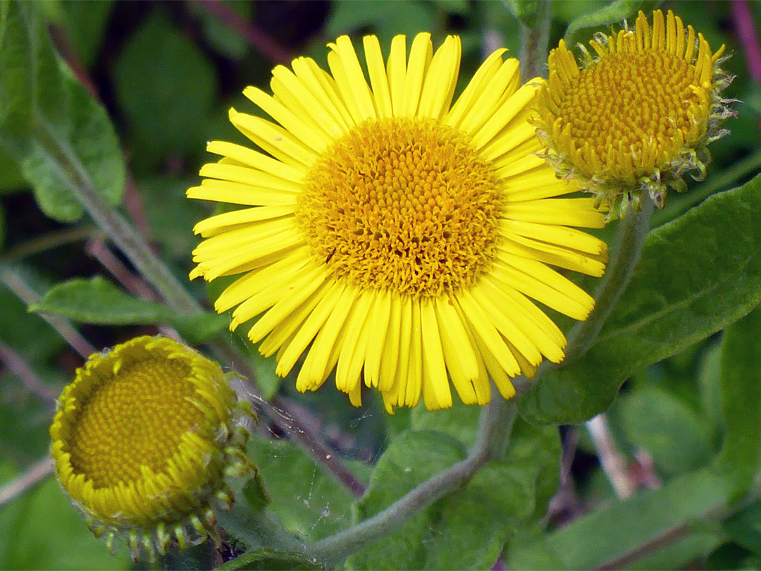 Common fleabane