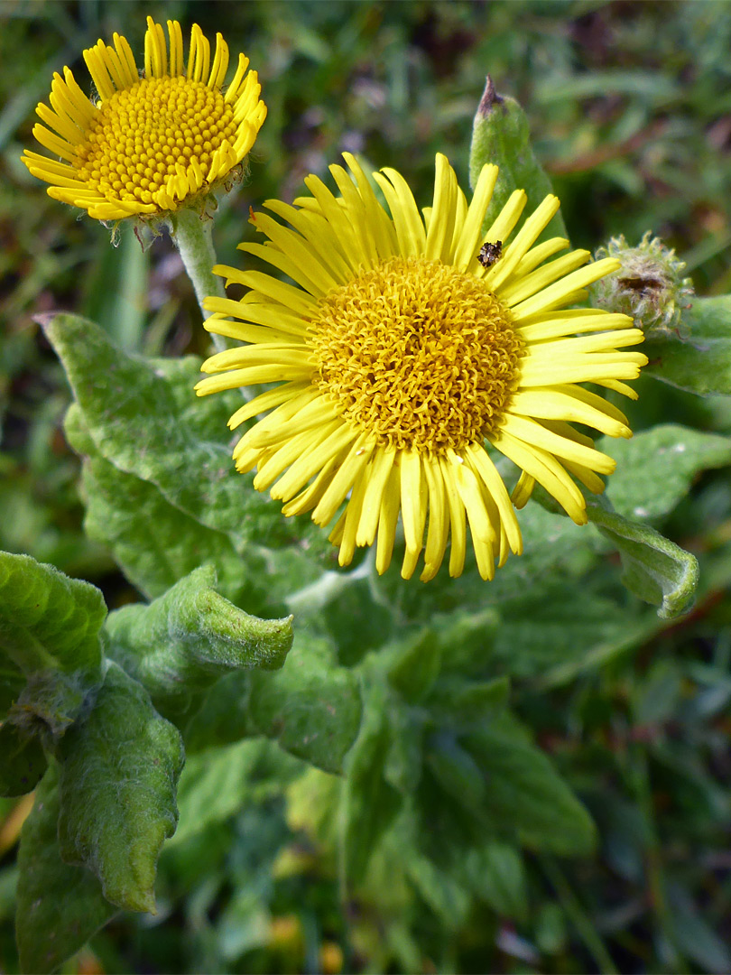 Two flowerheads