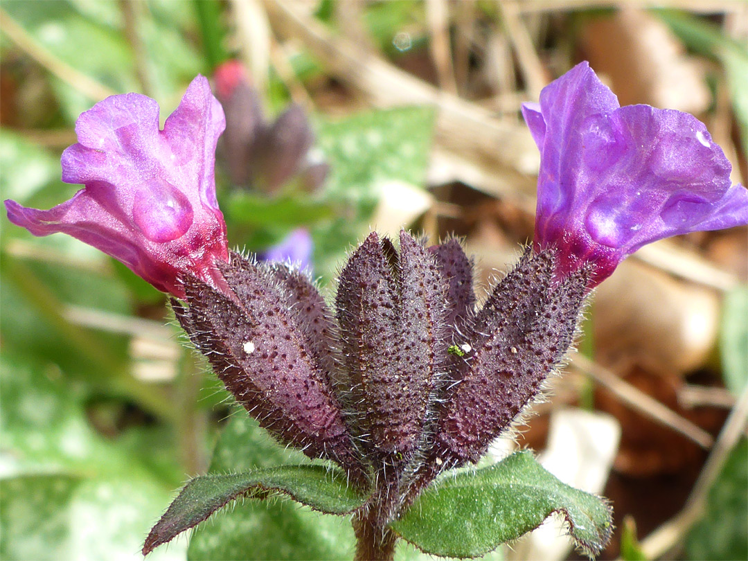 Hairy calyces