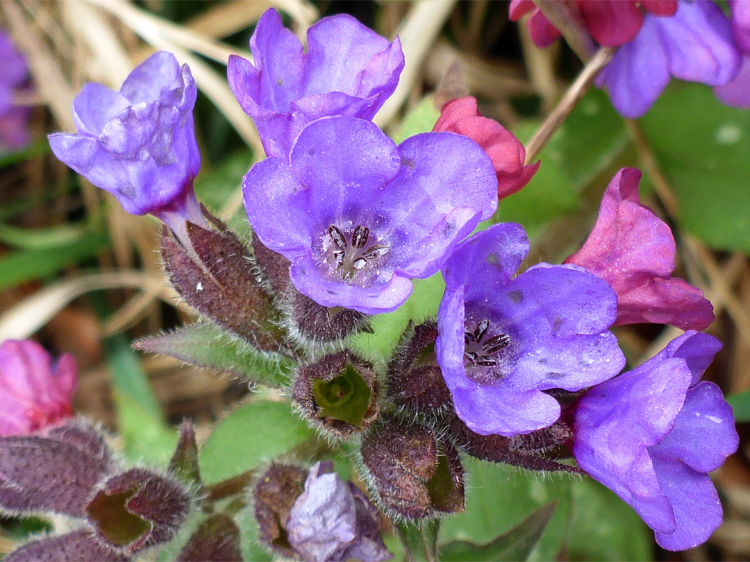 Group of flowers