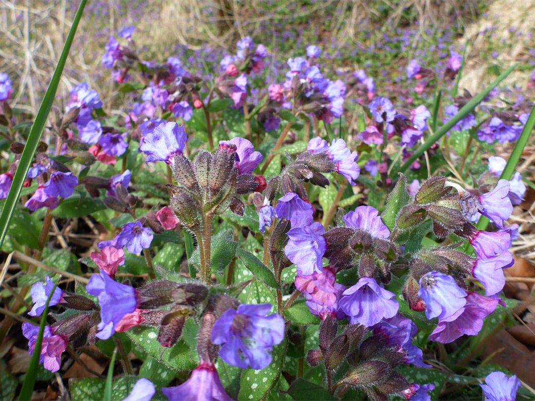 Many flowers