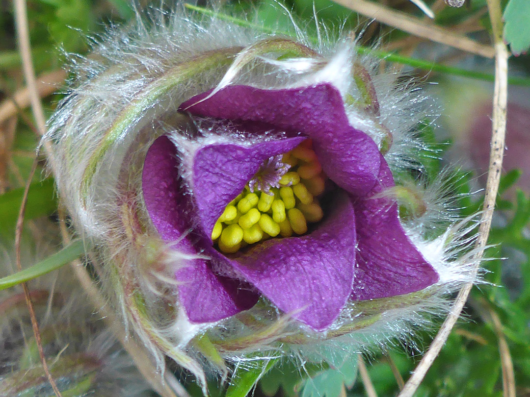 Silky sepals