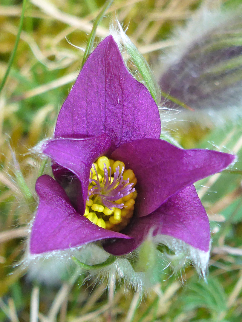 Deep purple petals