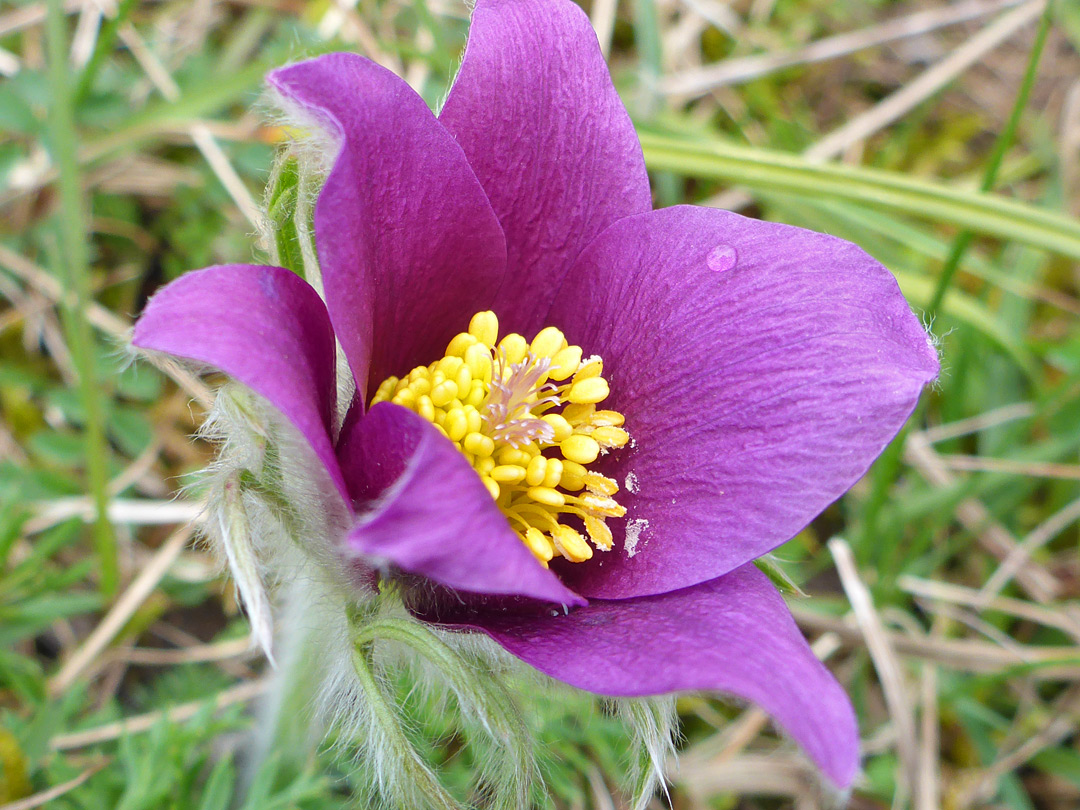 Sepals and petals