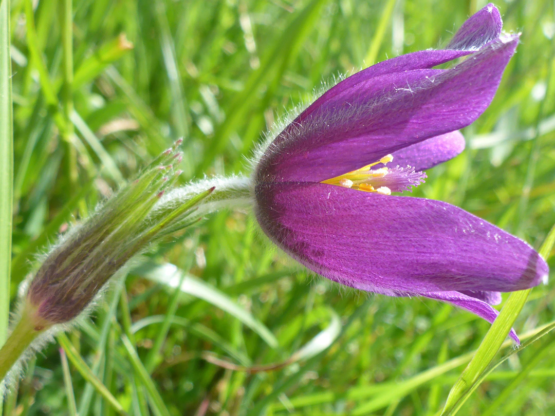 Hairy sepals