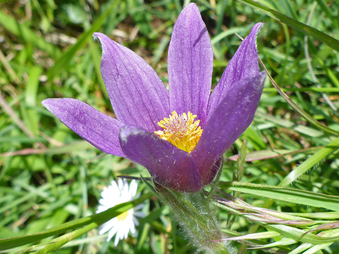 Purple flower