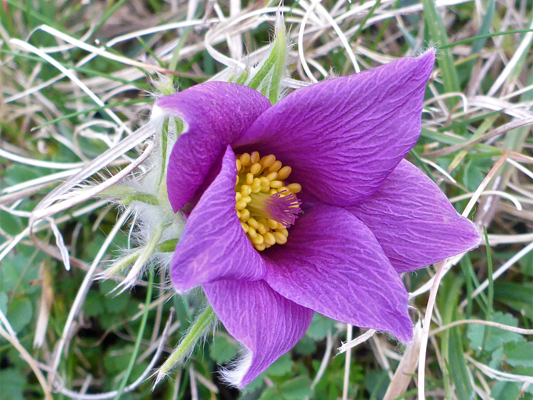 Veined petals