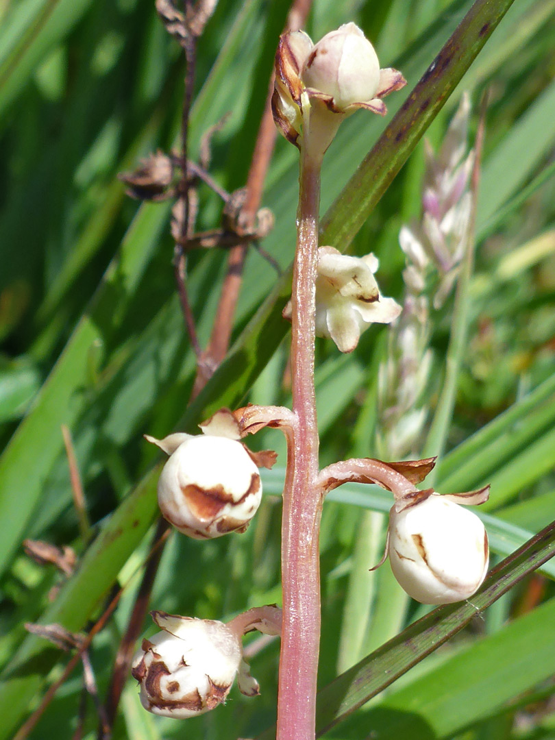 Flower buds