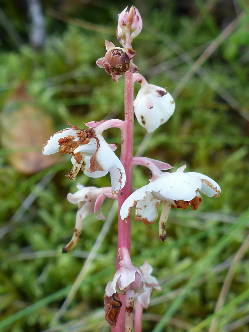 Withering flowers