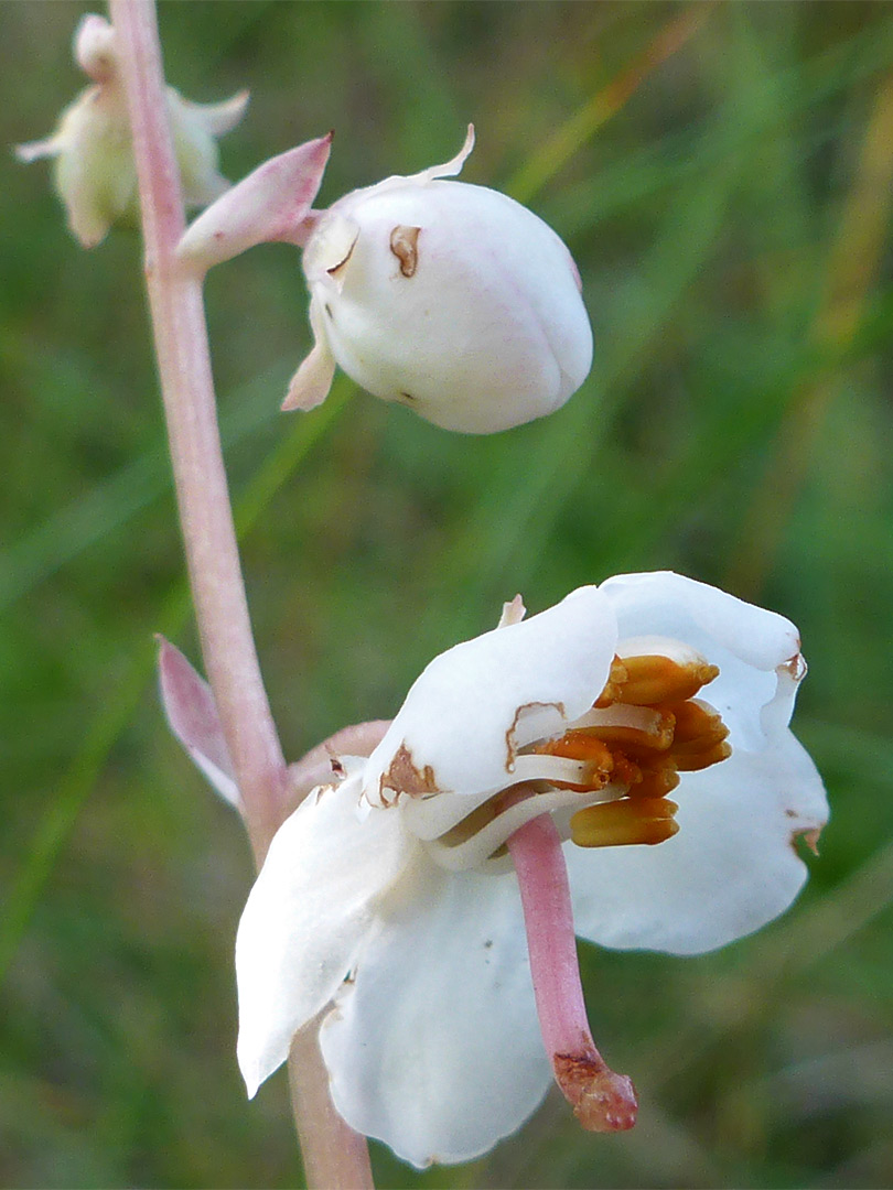 Stamens and pistil