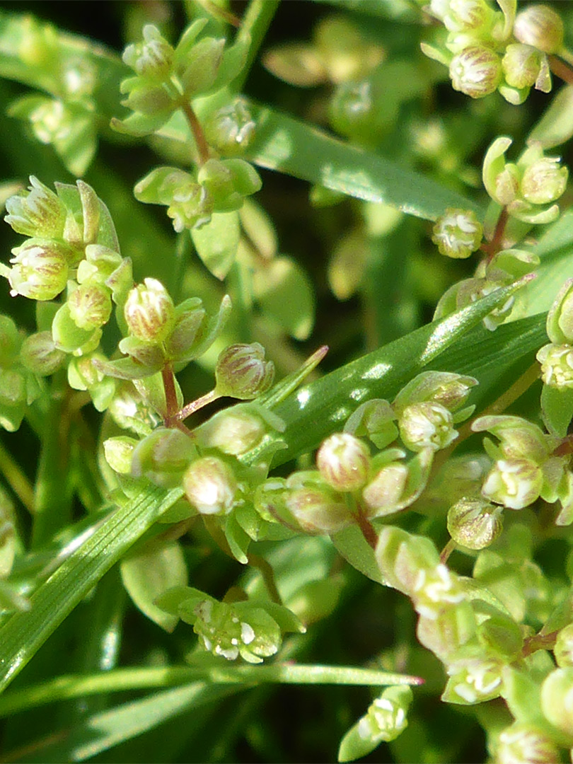 Inflorescence