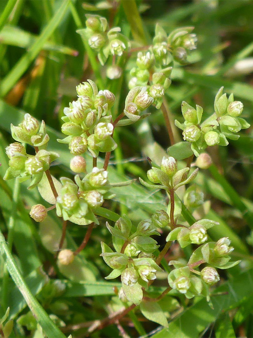 Bracts and flowers