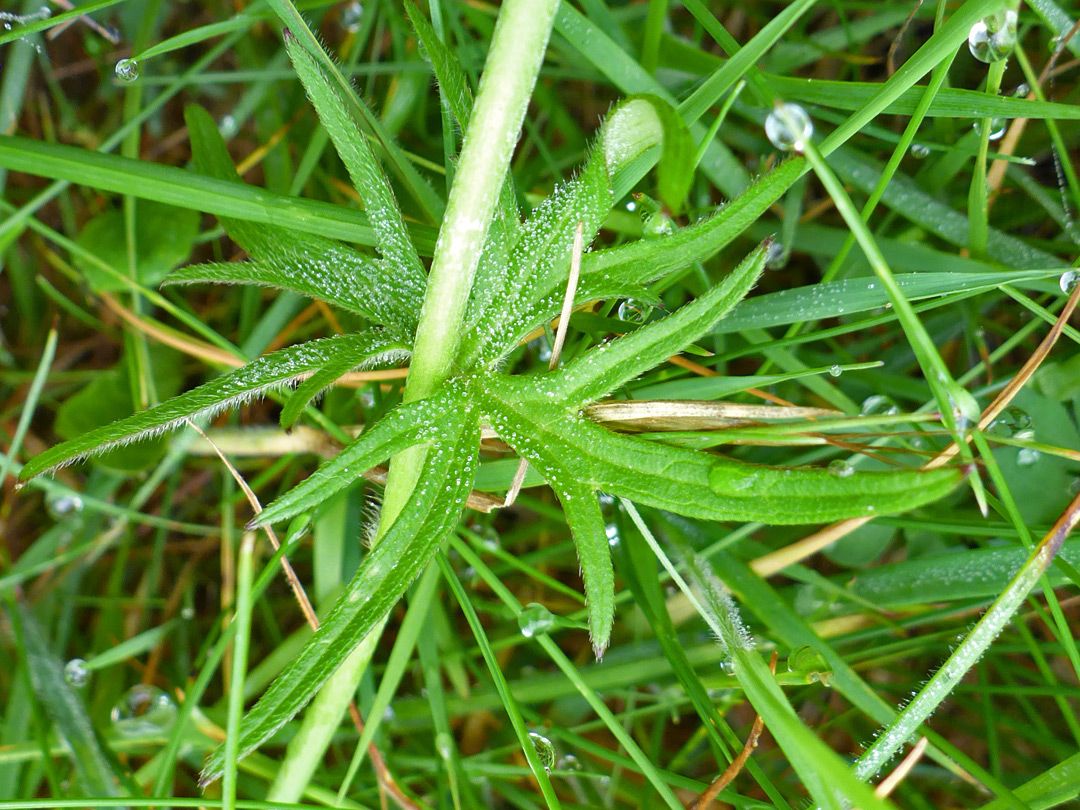 Deeply divided leaves