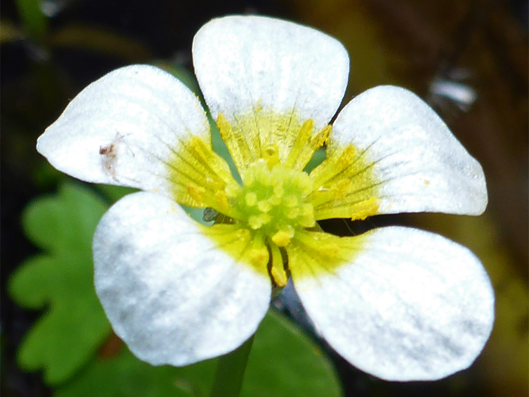 Yellow-centred white flower