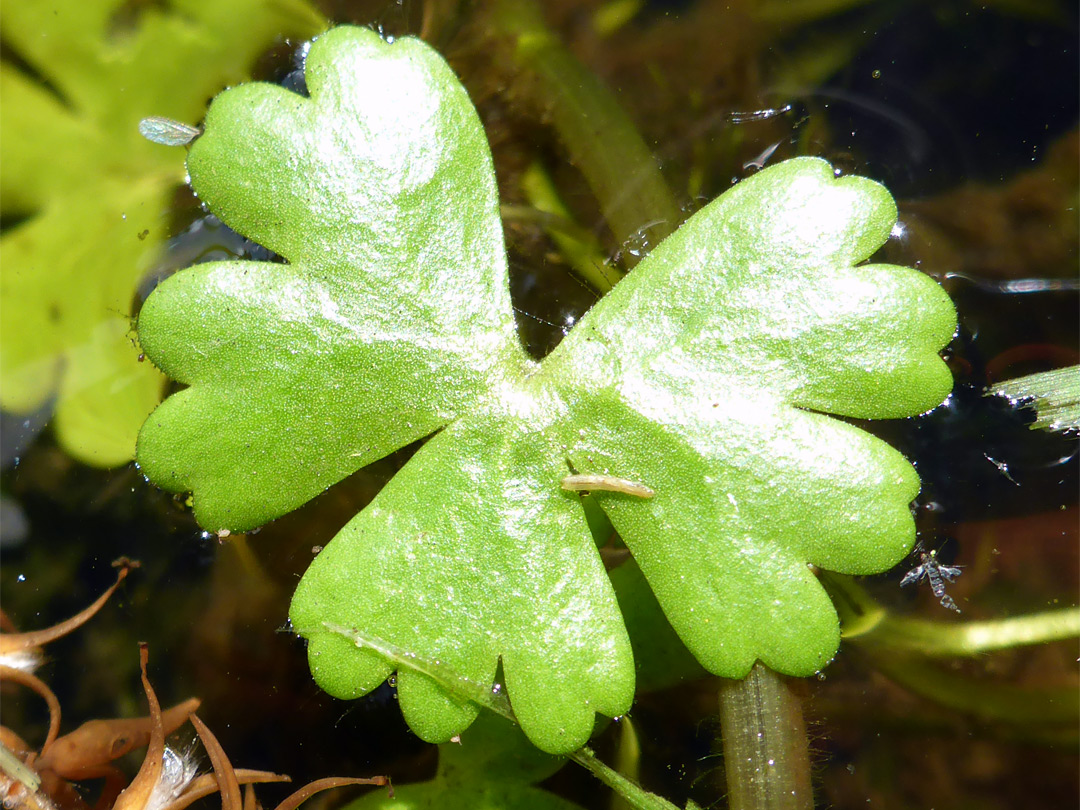 Lobed leaf