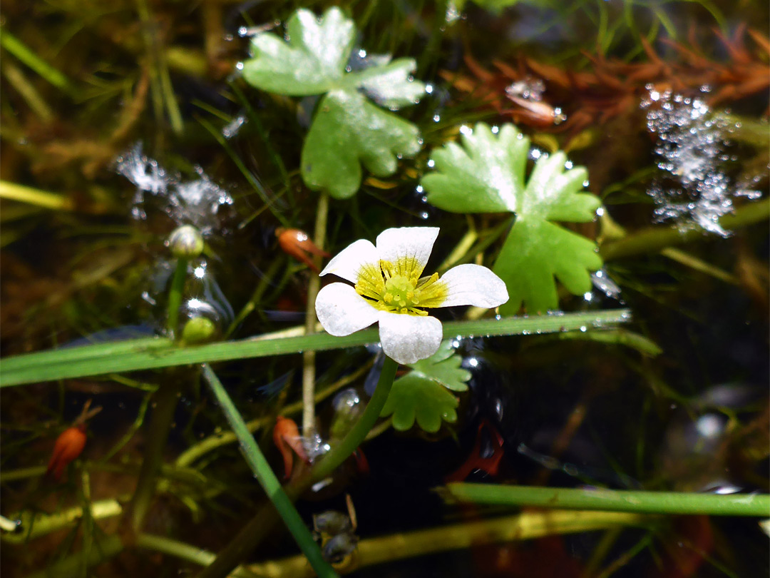 Flower and leaves