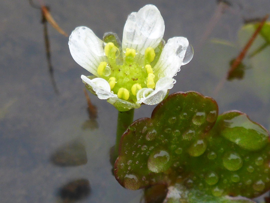 Developing flower