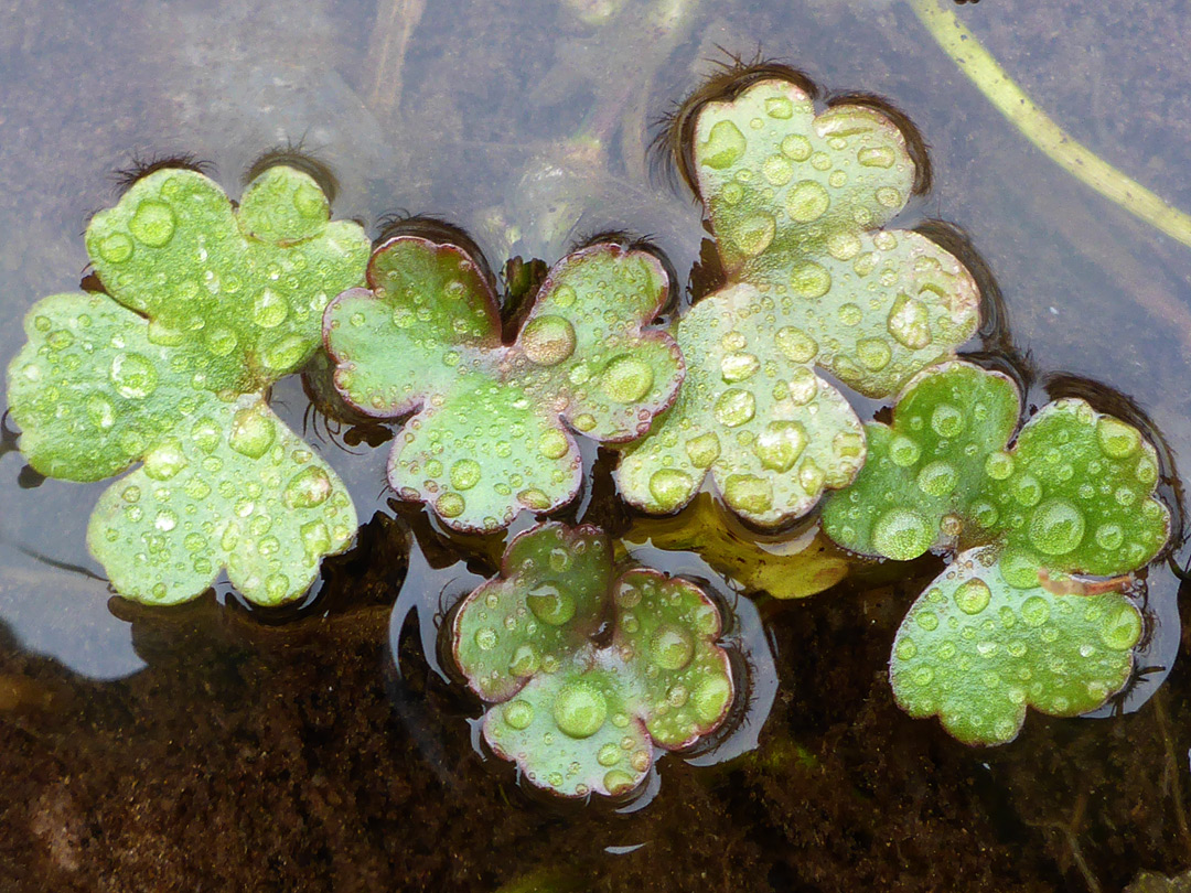 Floating leaves