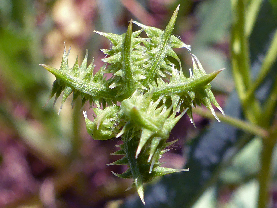 Spiky fruit