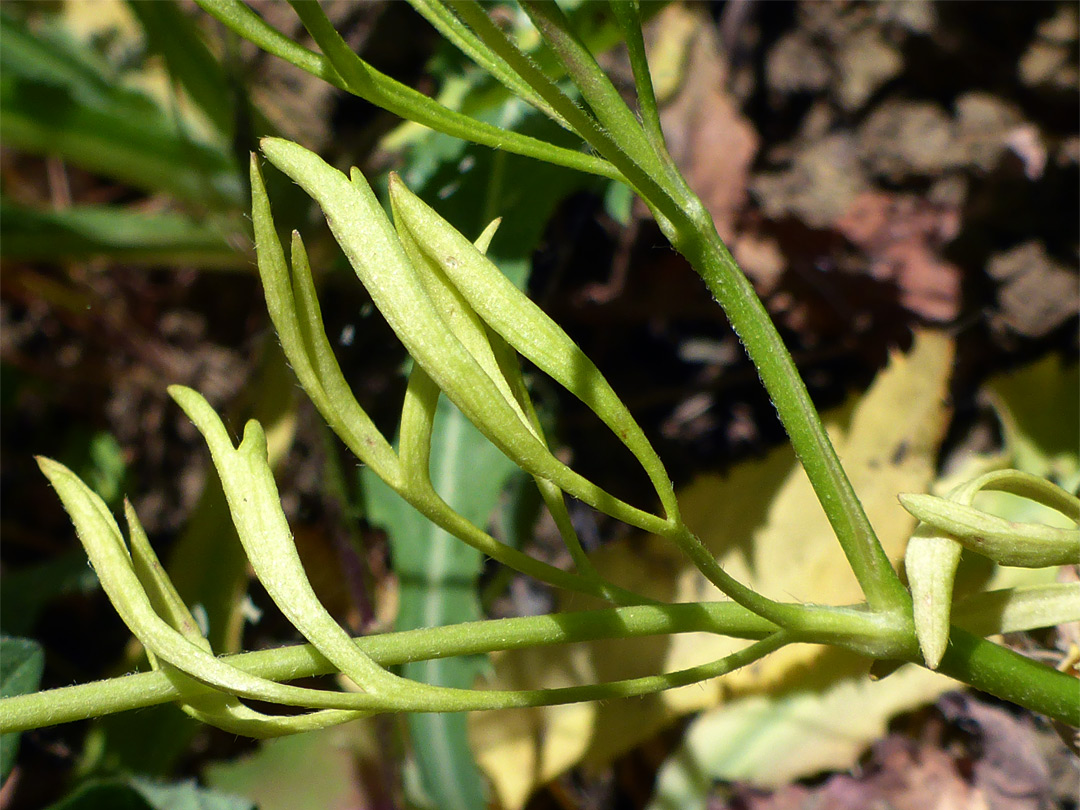 Divided leaf