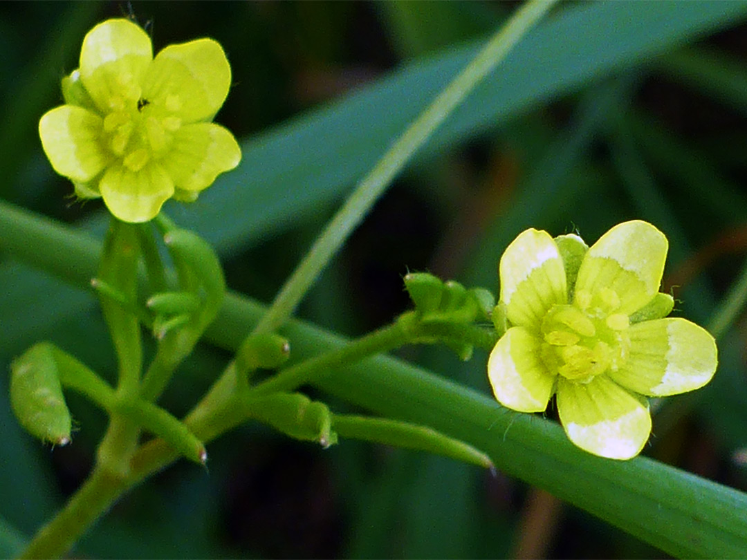 Corn buttercup