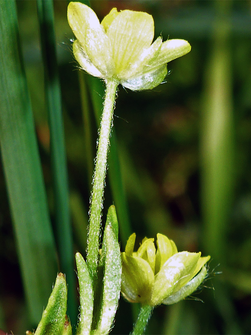 Hairy stalk