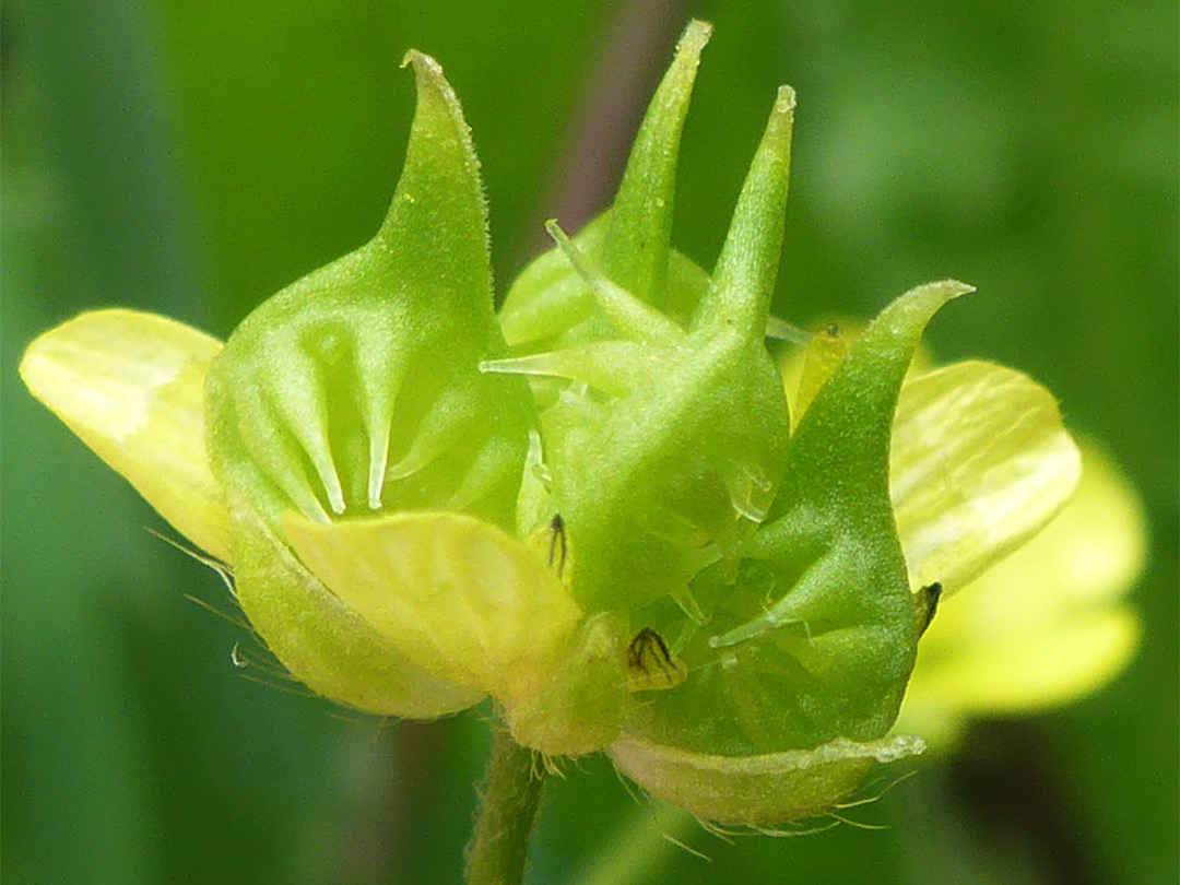 Developing fruit