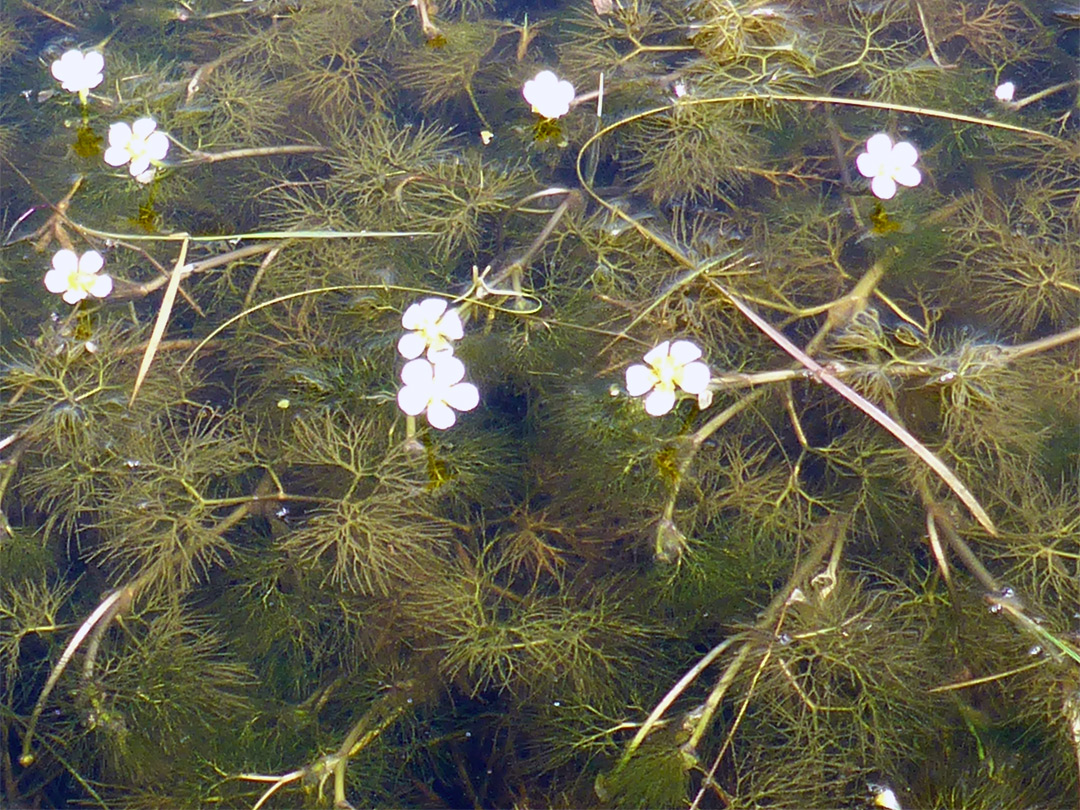 Flowers and leaves