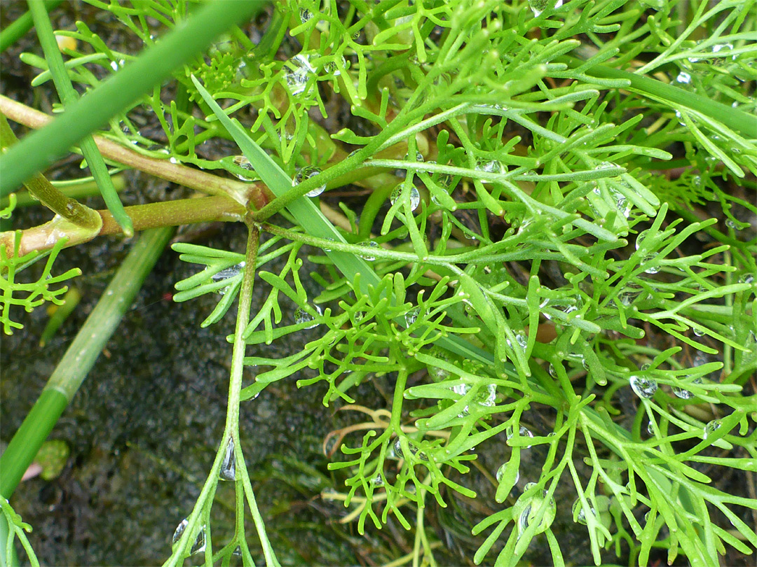 Finely-divided leaves