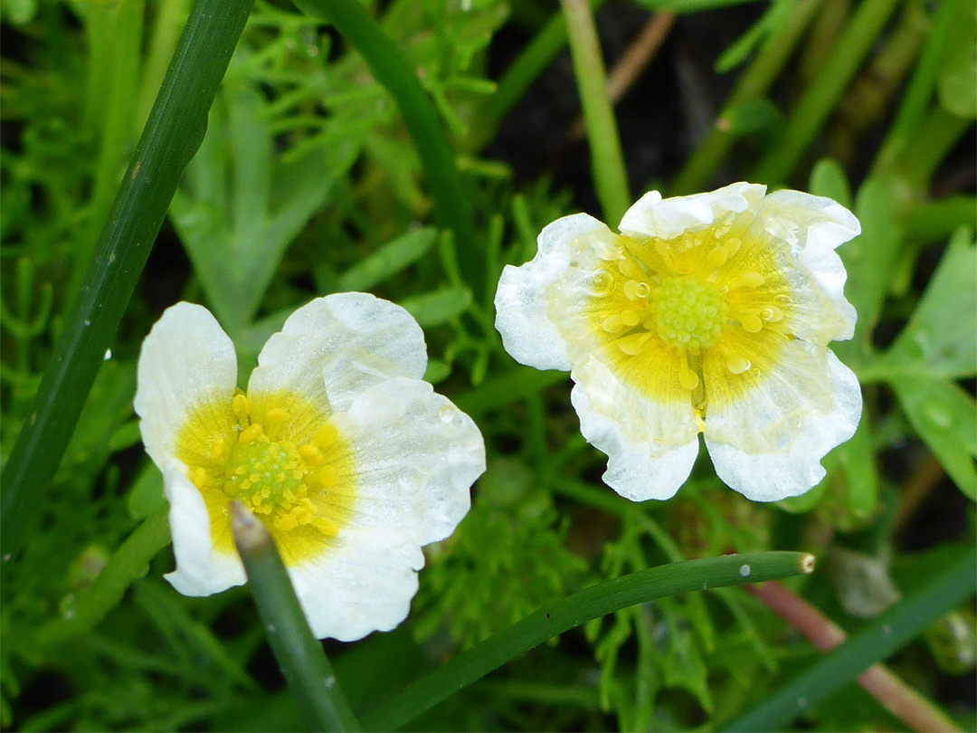 Pair of flowers