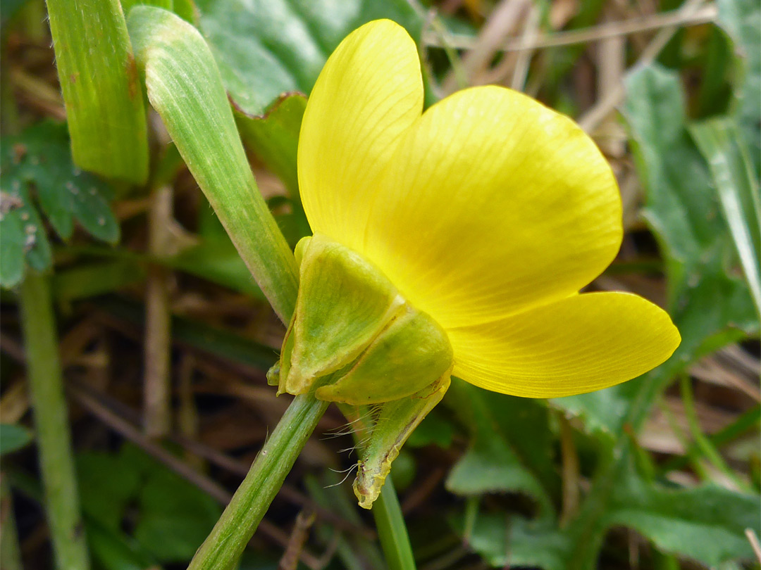 Reflexed sepals