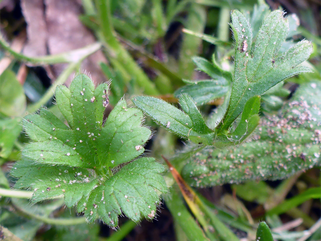 Leaves