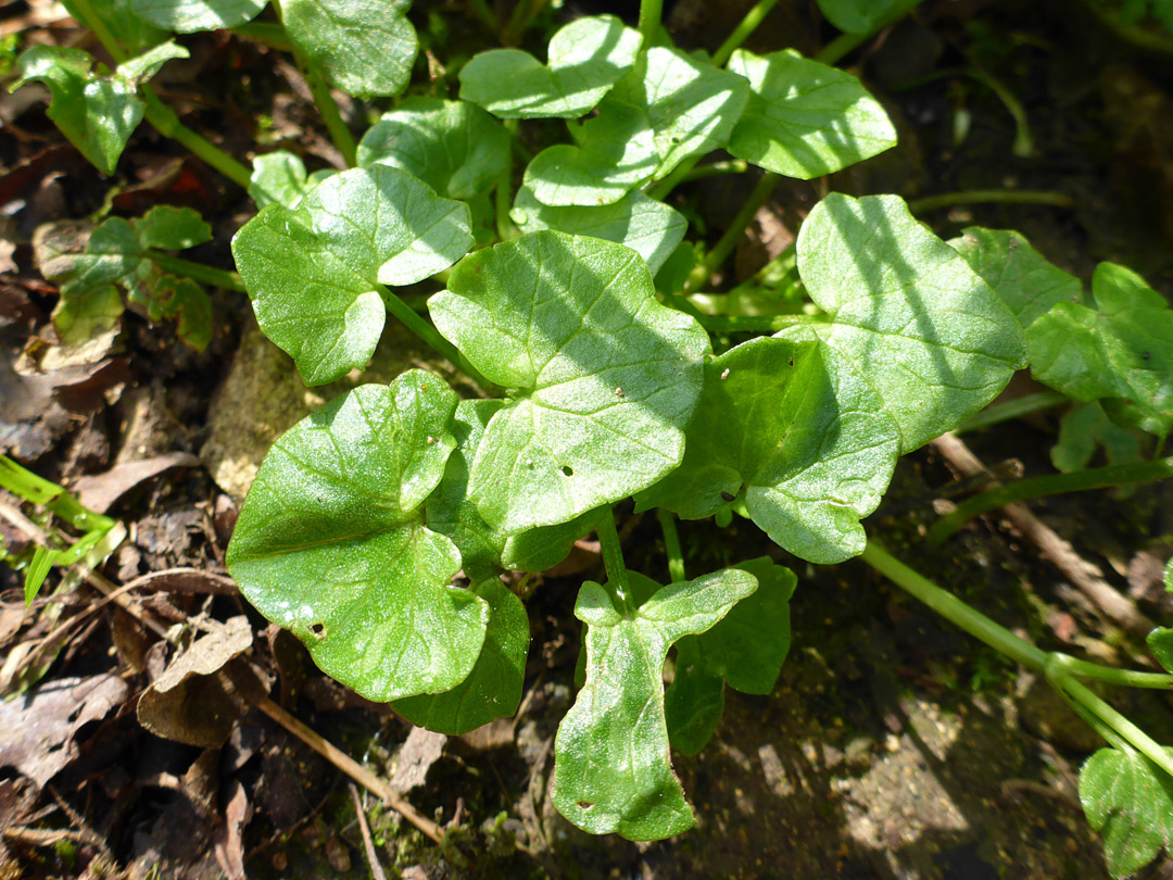 Prostrate stems