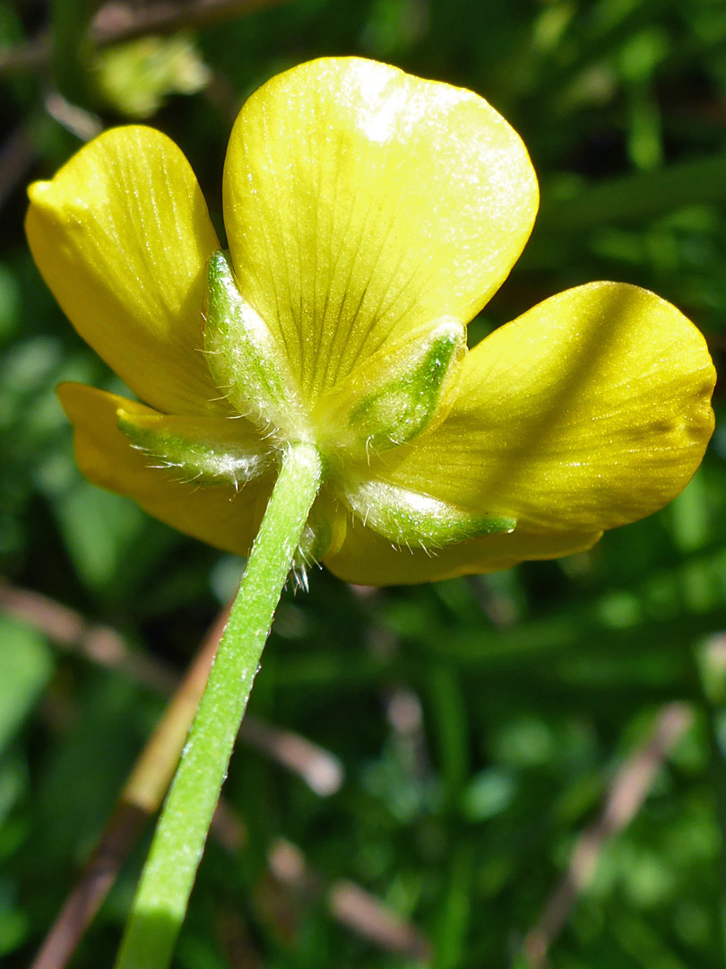 Base of a flower