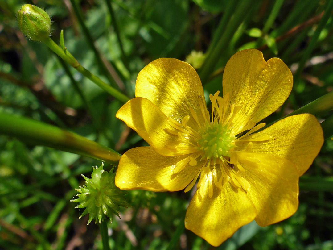 Flower and developing fruits