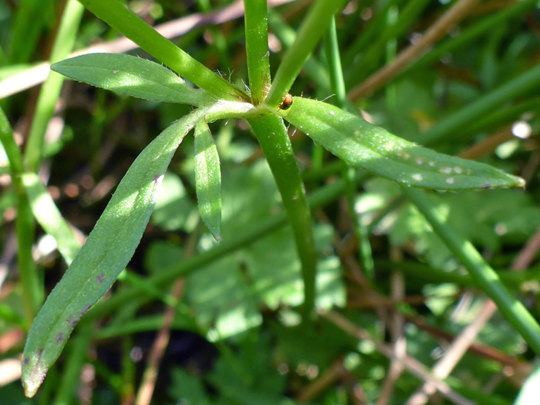 Stem and leaf