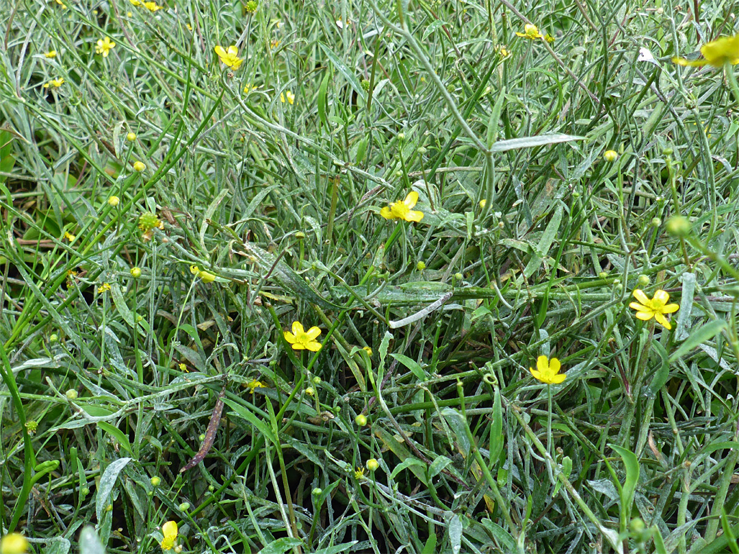 Leaves and flowers