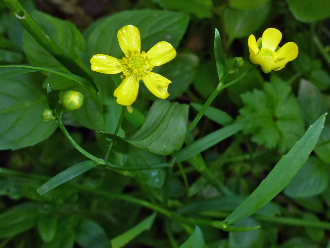 Flowers and leaves