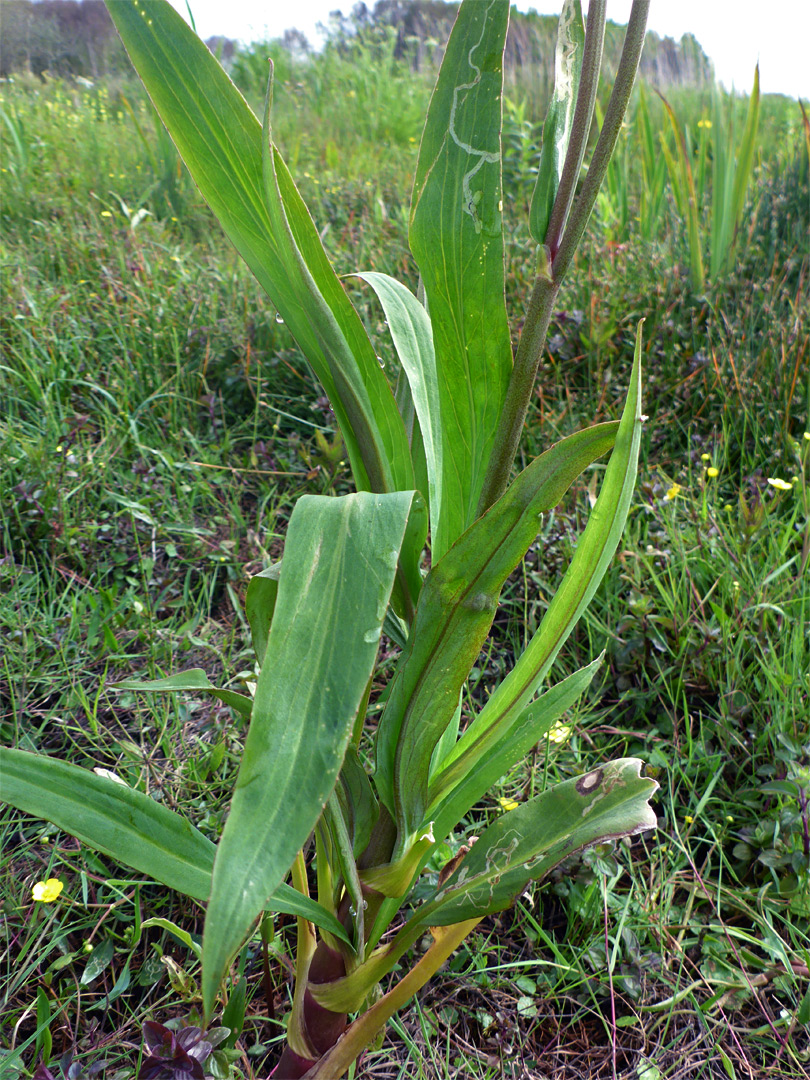 Lower stem leaves