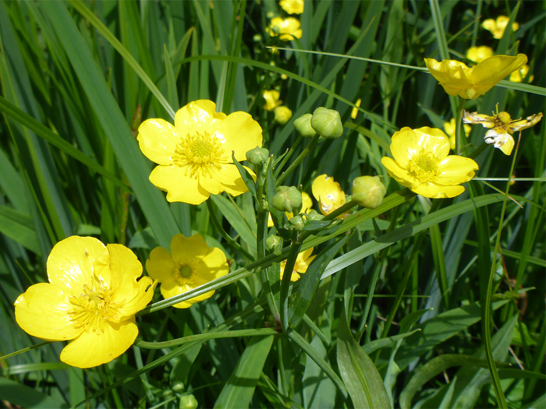 Leaves and flowers