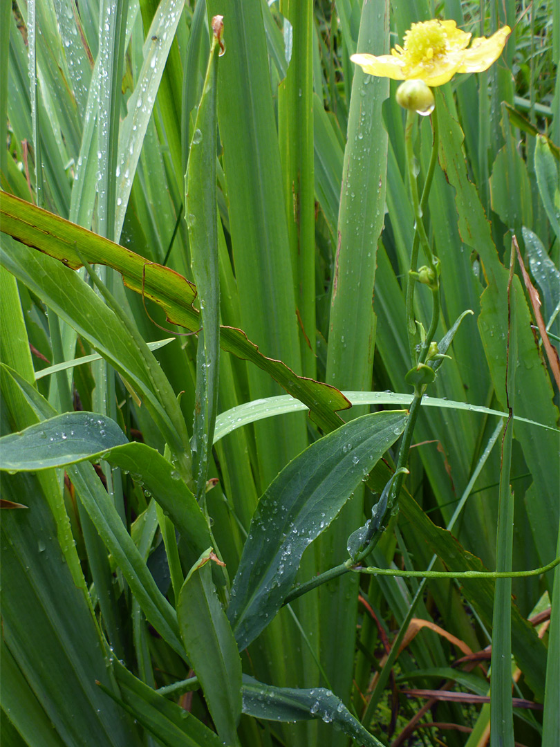 Flower and leaves