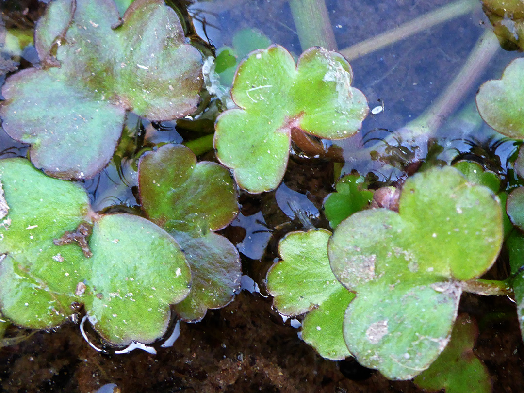 Round leaves