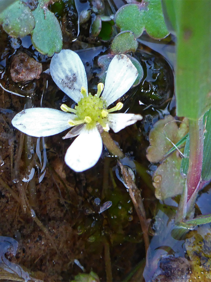 Flower and leaves